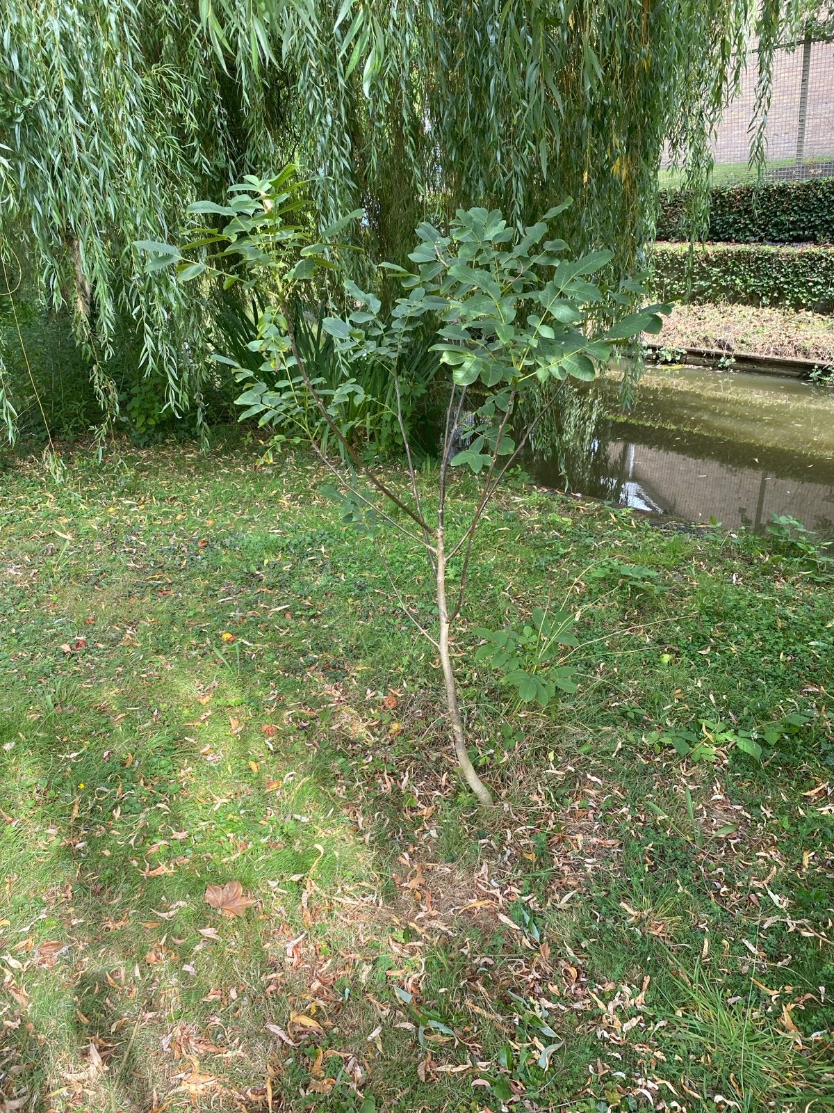 Walnoot boompje (Juglans regia), Tuin en Terras, Planten | Bomen, Overige soorten, Lente, 100 tot 250 cm, Ophalen