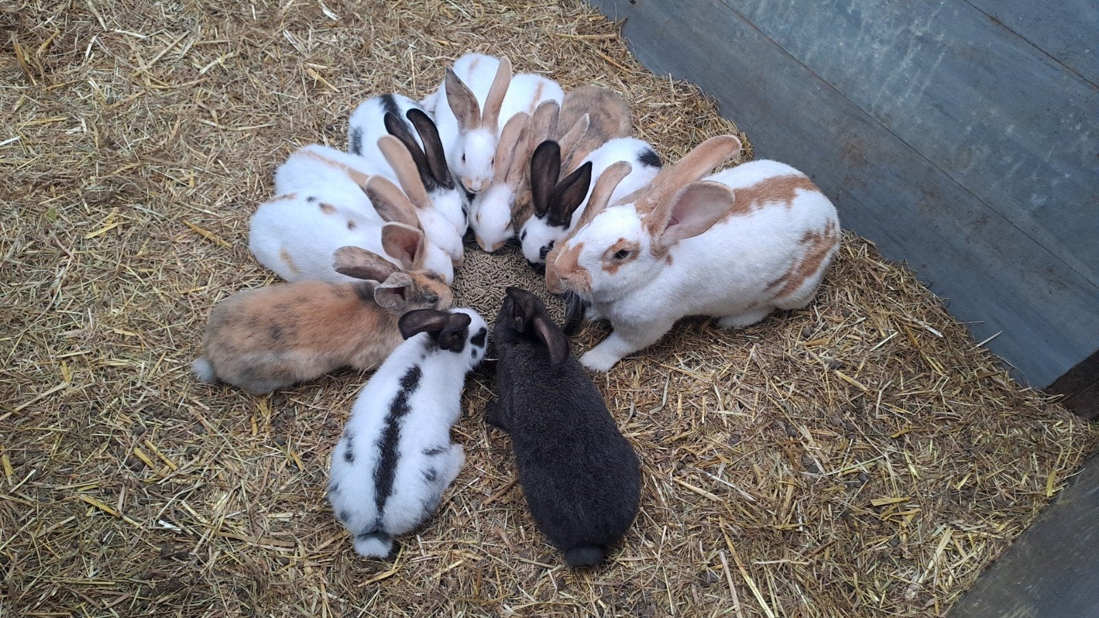 Lotharinger konijnen groot, Dieren en Toebehoren, Konijnen, Meerdere dieren, Groot, 0 tot 2 jaar