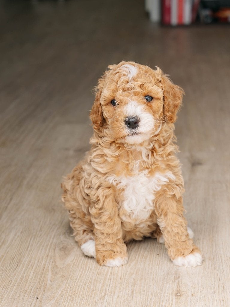 Mini labradoodle pup mag verhuizen (mini doodle), Parvo, 8 tot 15 weken, Meerdere, Nederland