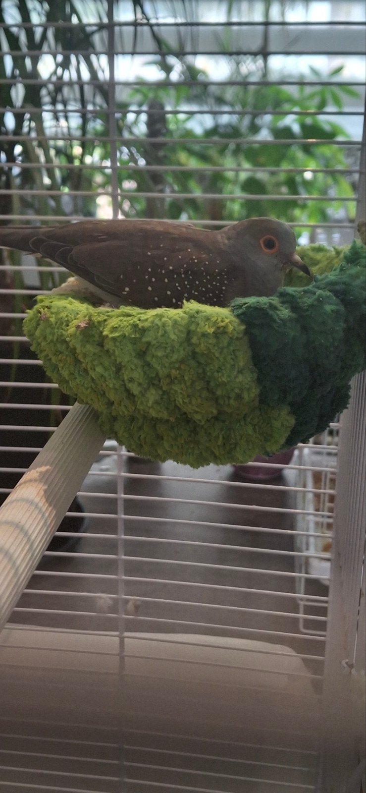 koppeltje diamand duifjes met jong, Meerdere dieren, Tropenvogel