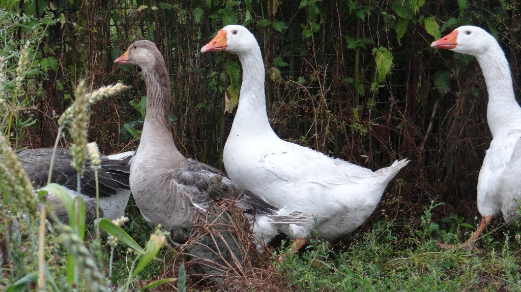 Boerenganzen wit en bont | Ganzen | Deskundig advies, Dieren en Toebehoren, Meerdere dieren, Gans of Zwaan