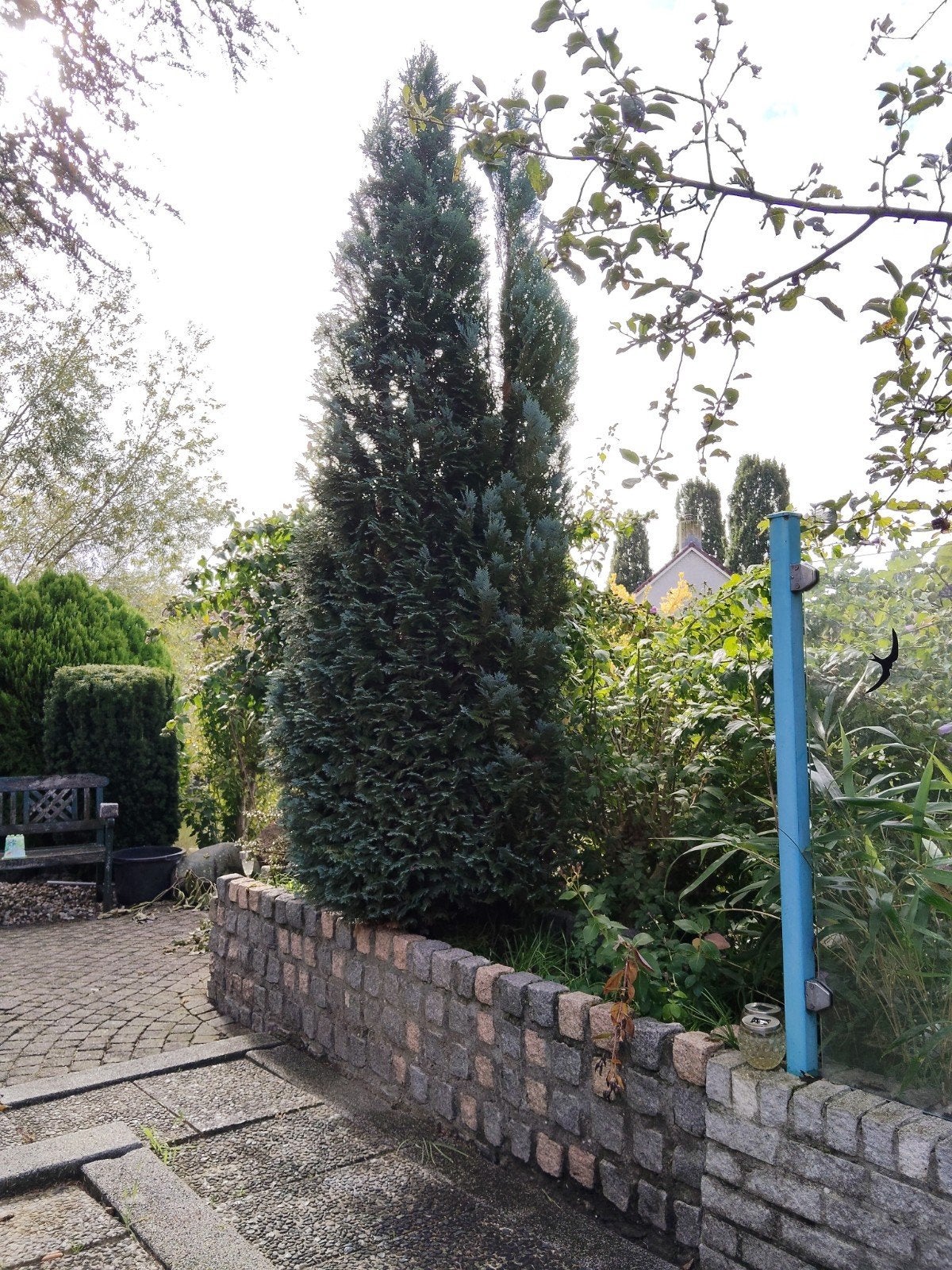 Grote conifeer, zelf uit bloembak halen, Tuin en Terras, Overige materialen, Gebruikt, Minder dan 60 cm, Ophalen of Verzenden