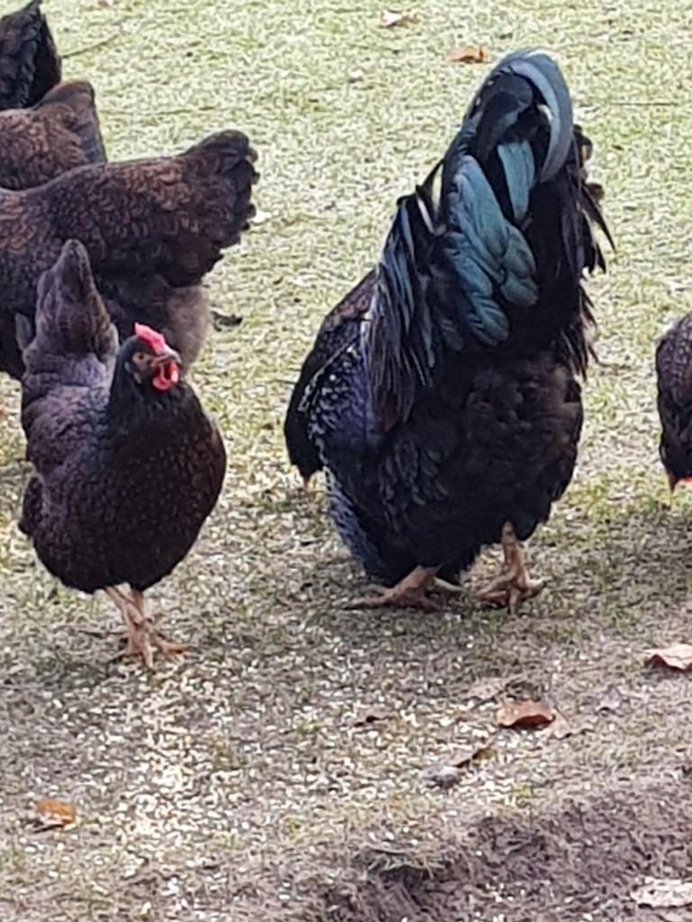 te koop dubbel gezoomde barnevelder hennen, Dieren en Toebehoren, Vrouwelijk, Kip