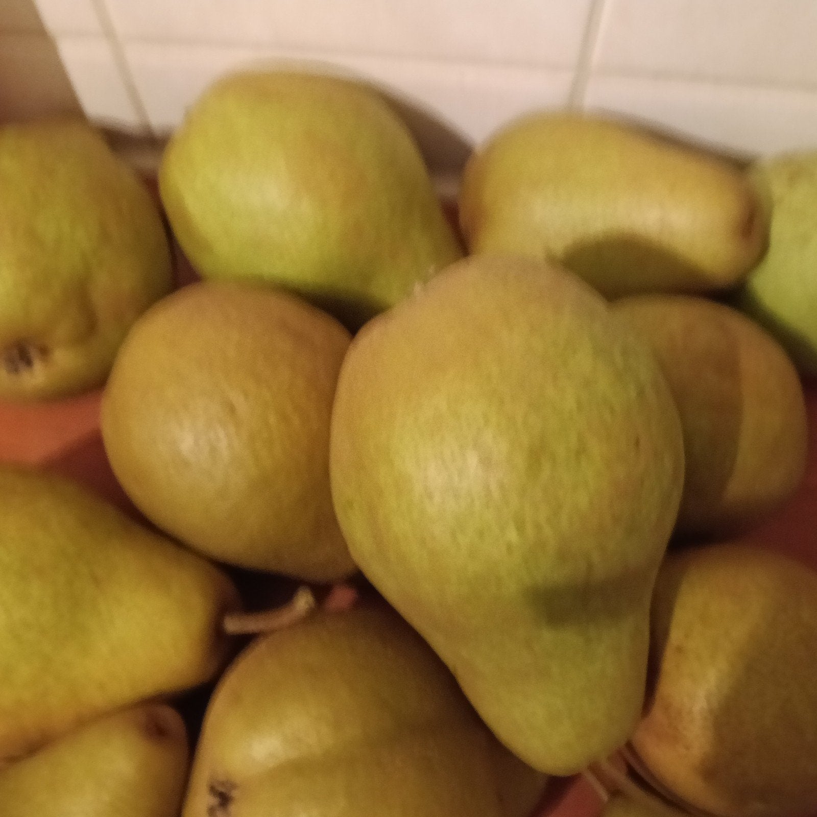 Verse peren van eigen boomgaard 2 kilo €1.25, Ophalen of Verzenden