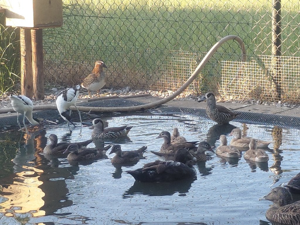 Mandarijneenden wildkleur en blond, Meerdere dieren, Eend
