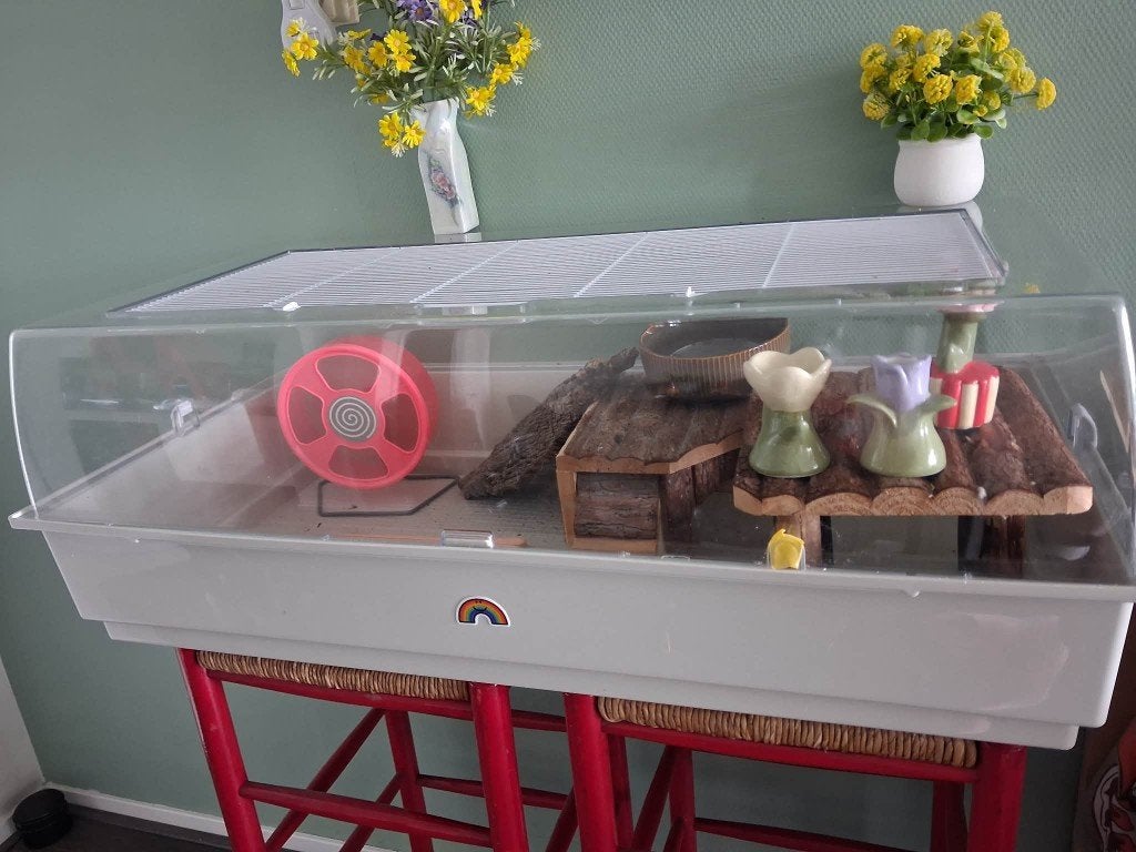 Gezocht: een (chinese) dwerghamster, Dieren en Toebehoren, Juni, Geslacht onbekend, Hamster