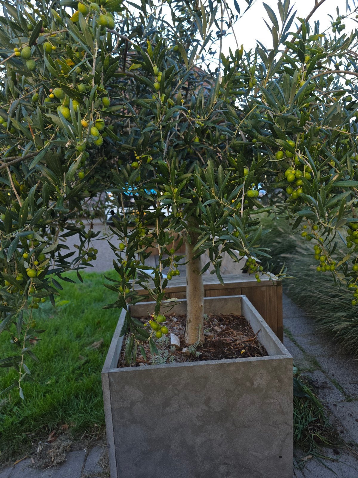 Olijfboom, Tuin en Terras, Bloeit niet, 100 tot 250 cm, Olijfboom, Ophalen