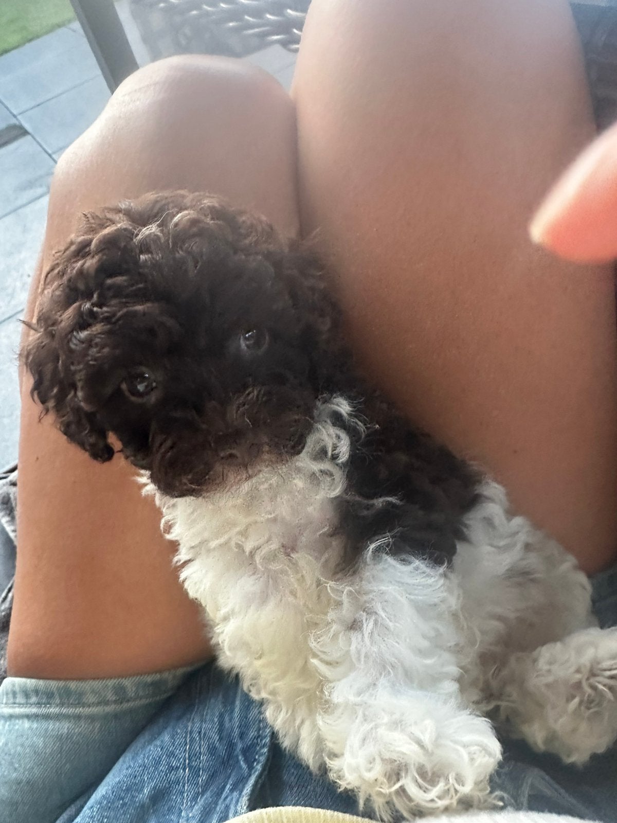 Maltipoo Pups X Toy poodle, 8 tot 15 weken, Parvo, Meerdere, Meerdere dieren