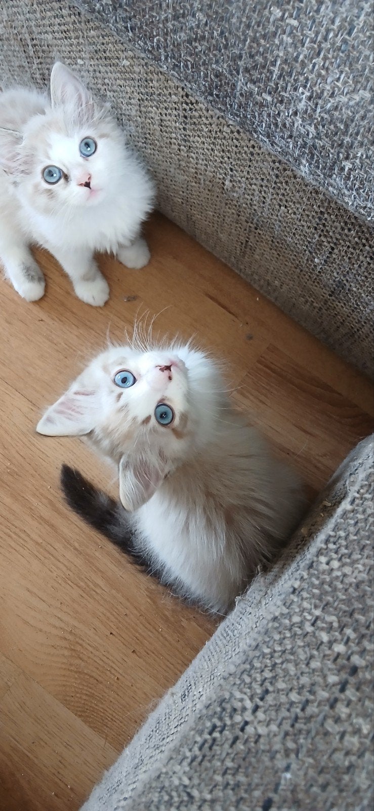 Seal tabby bicolor lynx, ragdoll kitten, poesje en katertje, Meerdere dieren, Ingeënt
