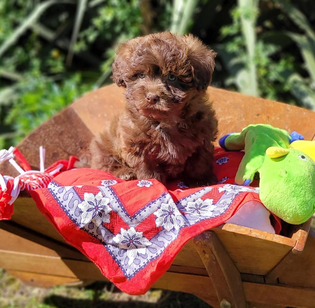 Leuke boomer pups te koop!, Dieren en Toebehoren, Honden | Chihuahua's en Gezelschapshonden, Parvo, Overige rassen, 8 tot 15 weken
