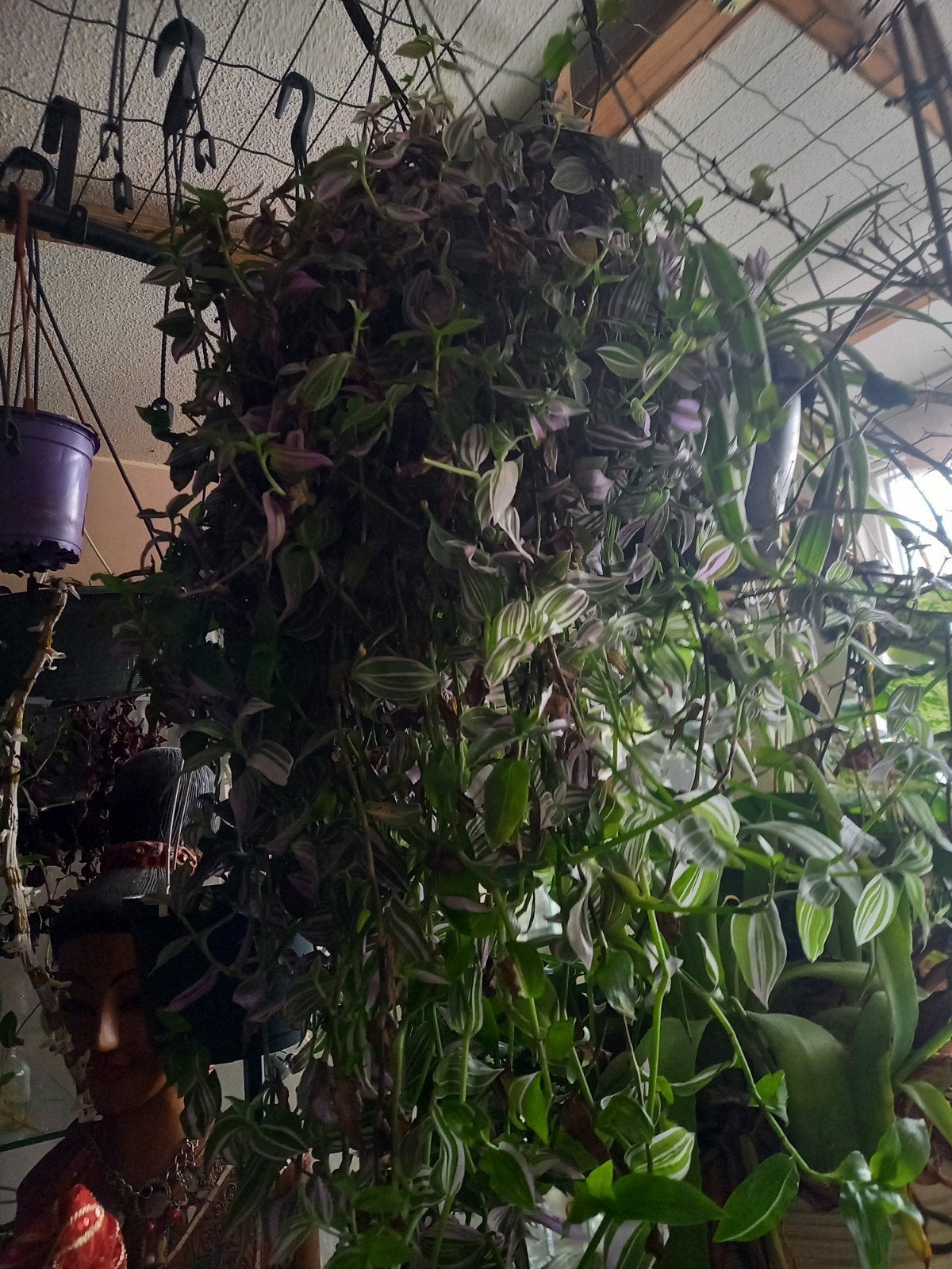 Grote hangplant met paarse en groene bladeren, Ophalen, Overige soorten, Halfschaduw, In pot