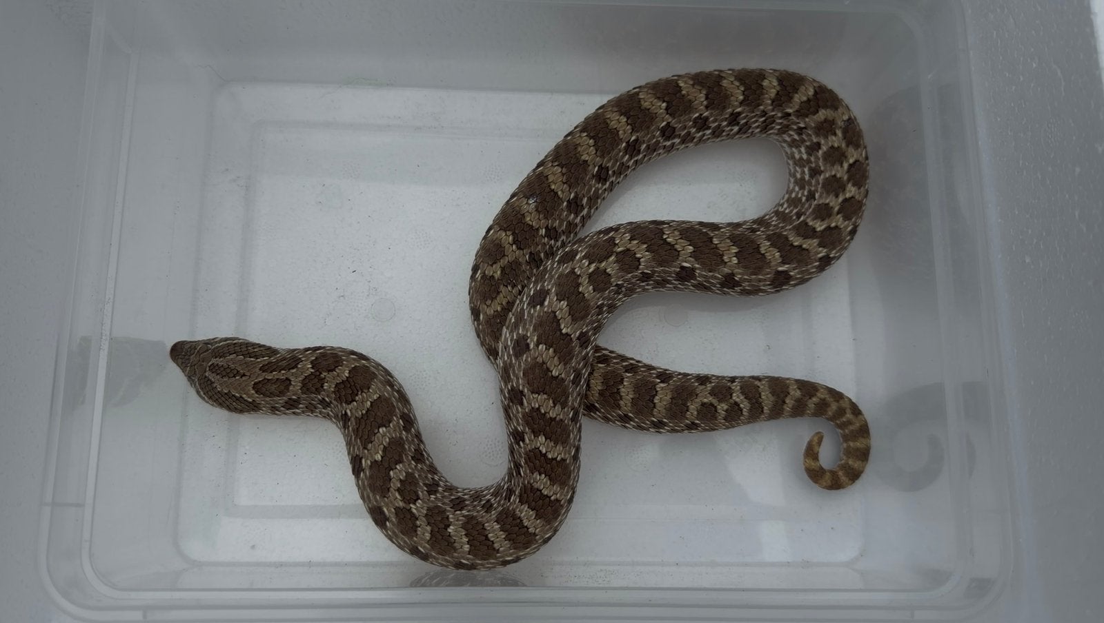 0.1 het lucy 66% het albino 2023, Dieren en Toebehoren, Slang, 0 tot 2 jaar