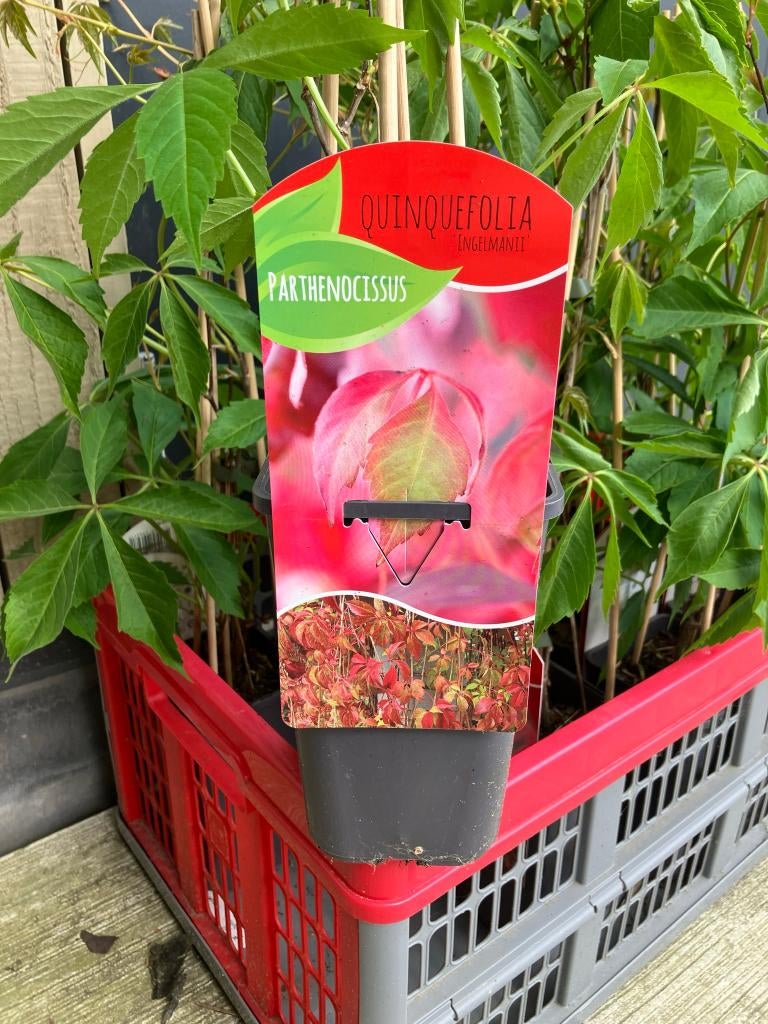 Wilde wingerd Parthenocissus quinquefolia engelmannii 10st, Ophalen, Volle zon, Vaste plant, Klimplanten