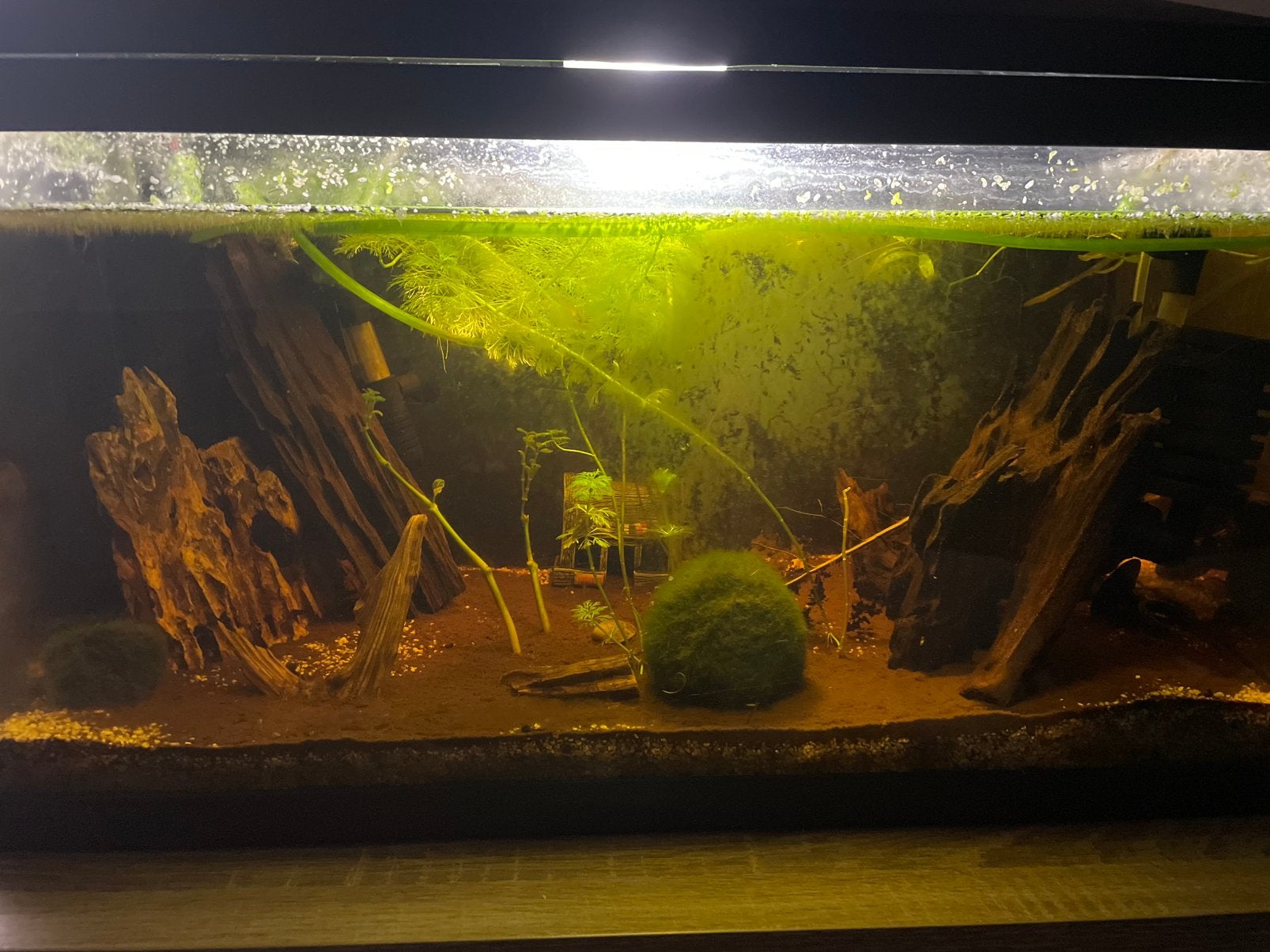 Aquarium met dwergkogelvissen en garnalen, Ophalen, Inclusief vissen, Gebruikt, Gevuld zoetwateraquarium