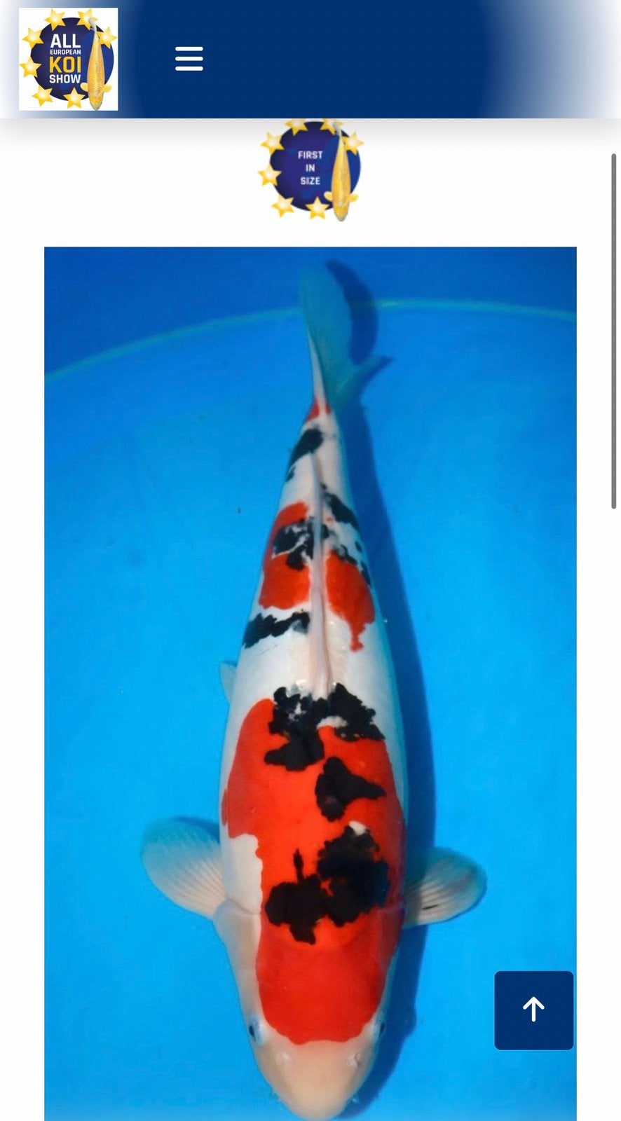 Koi hoge kwaliteit Doitsu Sanke, Dieren en Toebehoren, Vissen | Vijvervissen, Karper of Koi