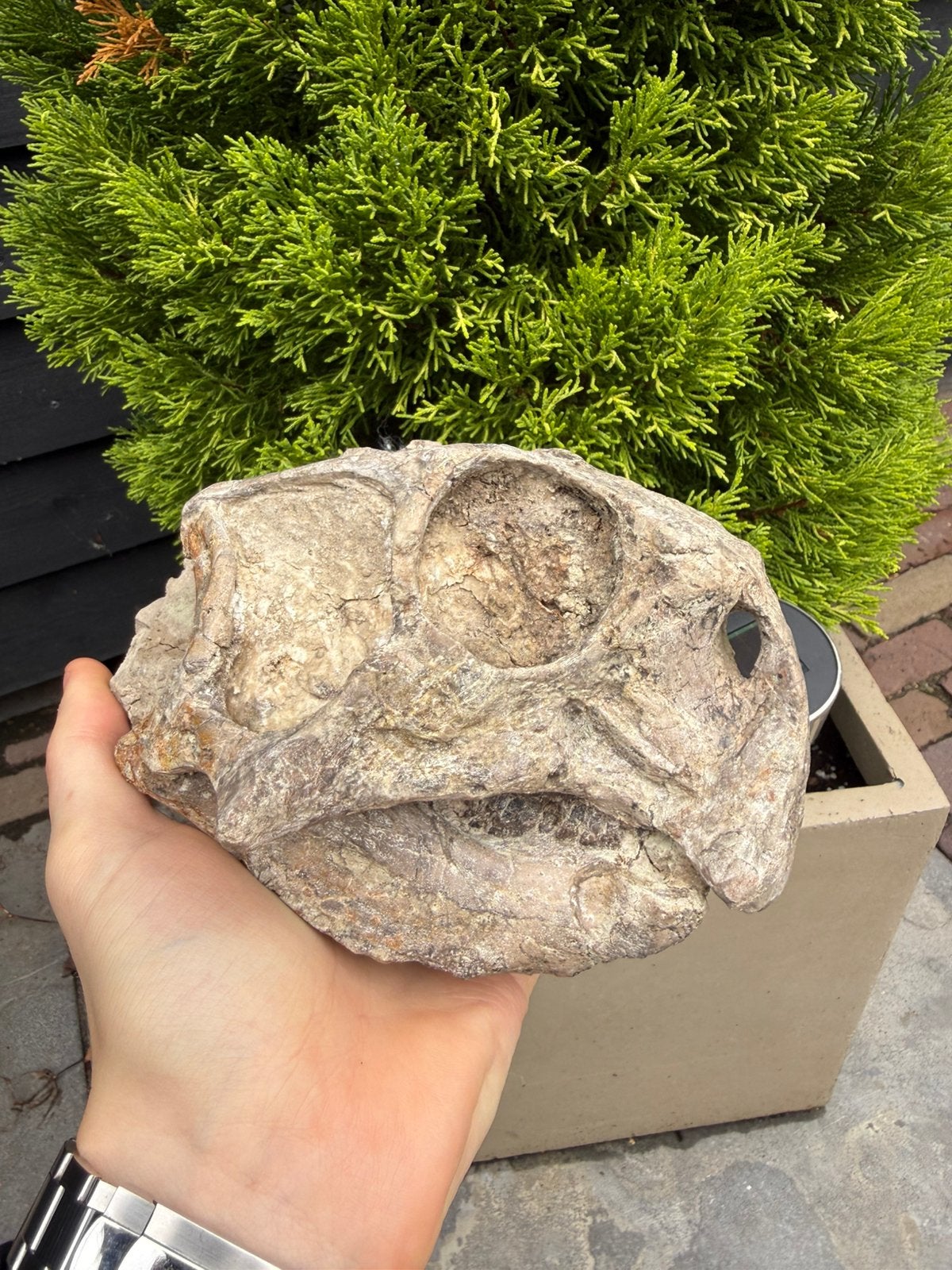 Grote ECHTE Psittacosaurus schedel - Dinosaurus schedel, Ophalen of Verzenden, Fossiel