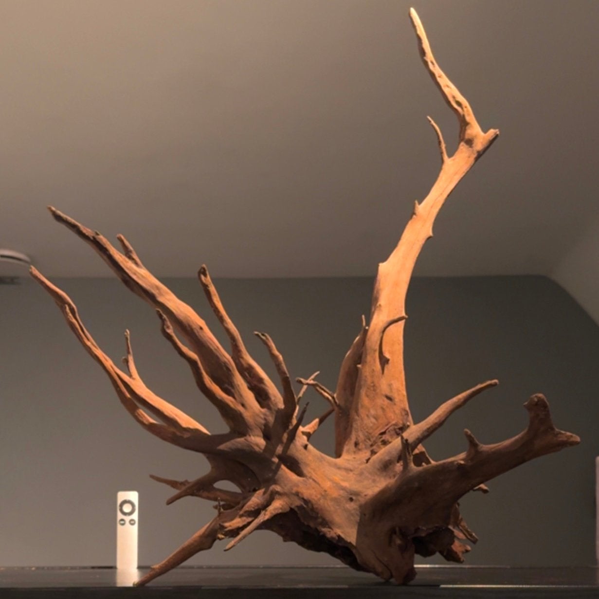 Uniek stuk Corboroot Kienhout / Spiderwood, Hout Decoratie, Ophalen of Verzenden, Zo goed als nieuw, Plant(en), Steen of Hout