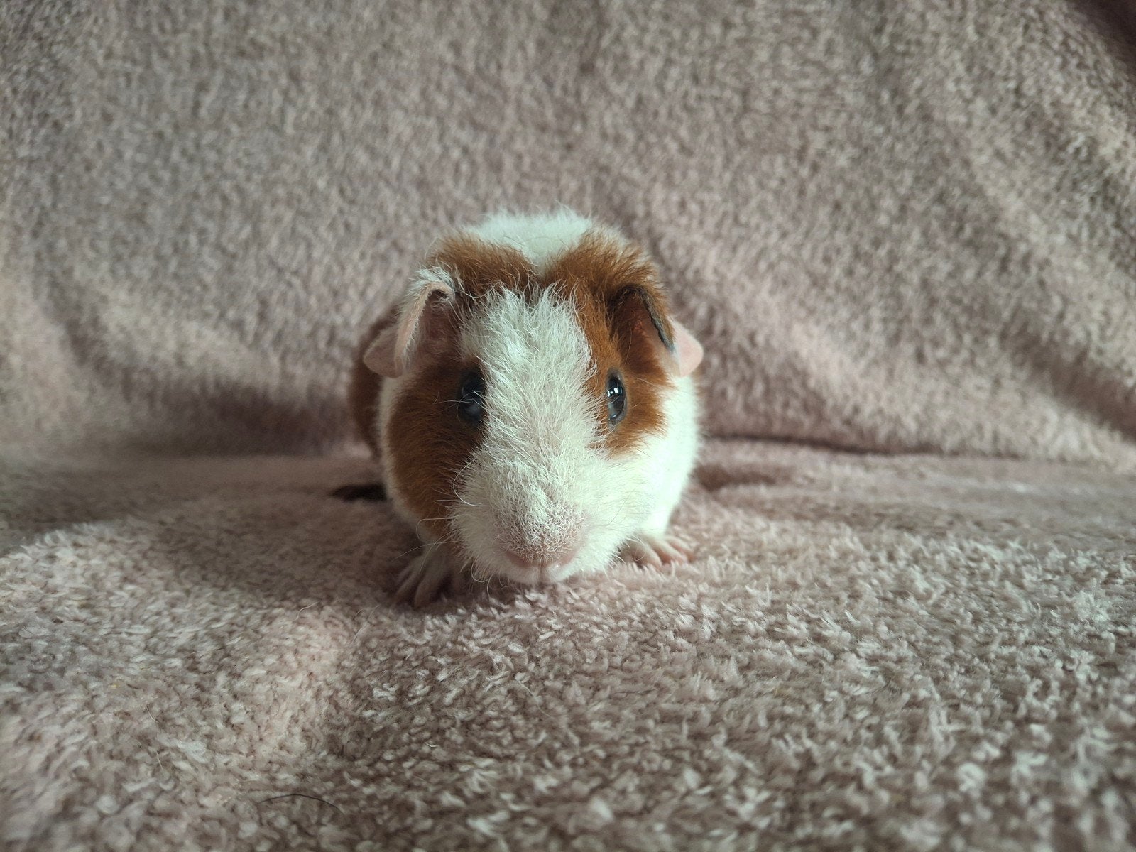 US Teddy beer, Dieren en Toebehoren, Knaagdieren, Cavia, Mannelijk, Juli, Tam