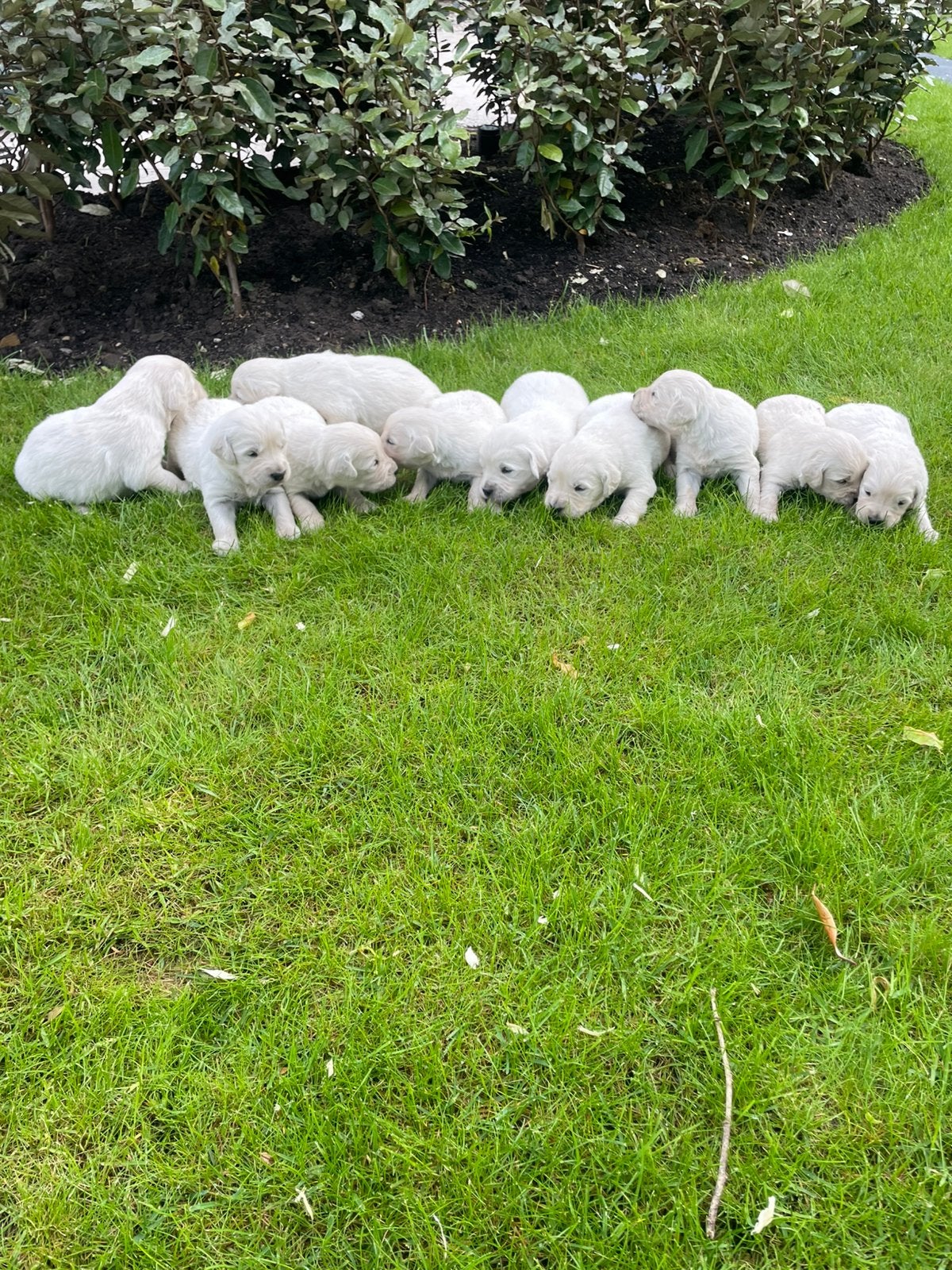 Prachtige golden retriever pups, Golden retriever, 8 tot 15 weken, Meerdere, Meerdere dieren
