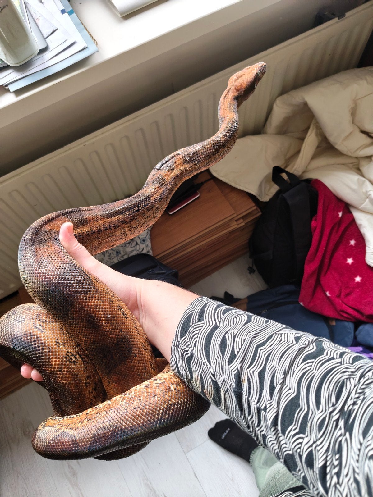 0.1 Blood Boa Constrictor Imperator Boa Constrictor - female for sale from Norah Murray