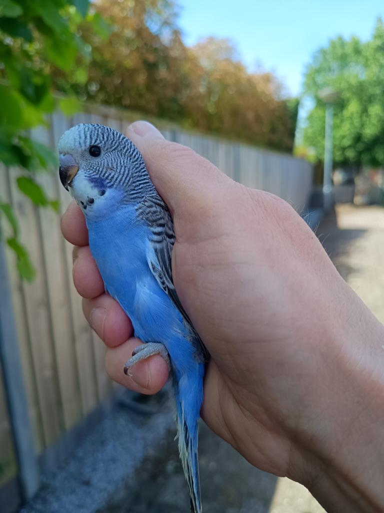 Jonge grasparkiet recht uit het nest., Meerdere dieren, Parkiet, Tam