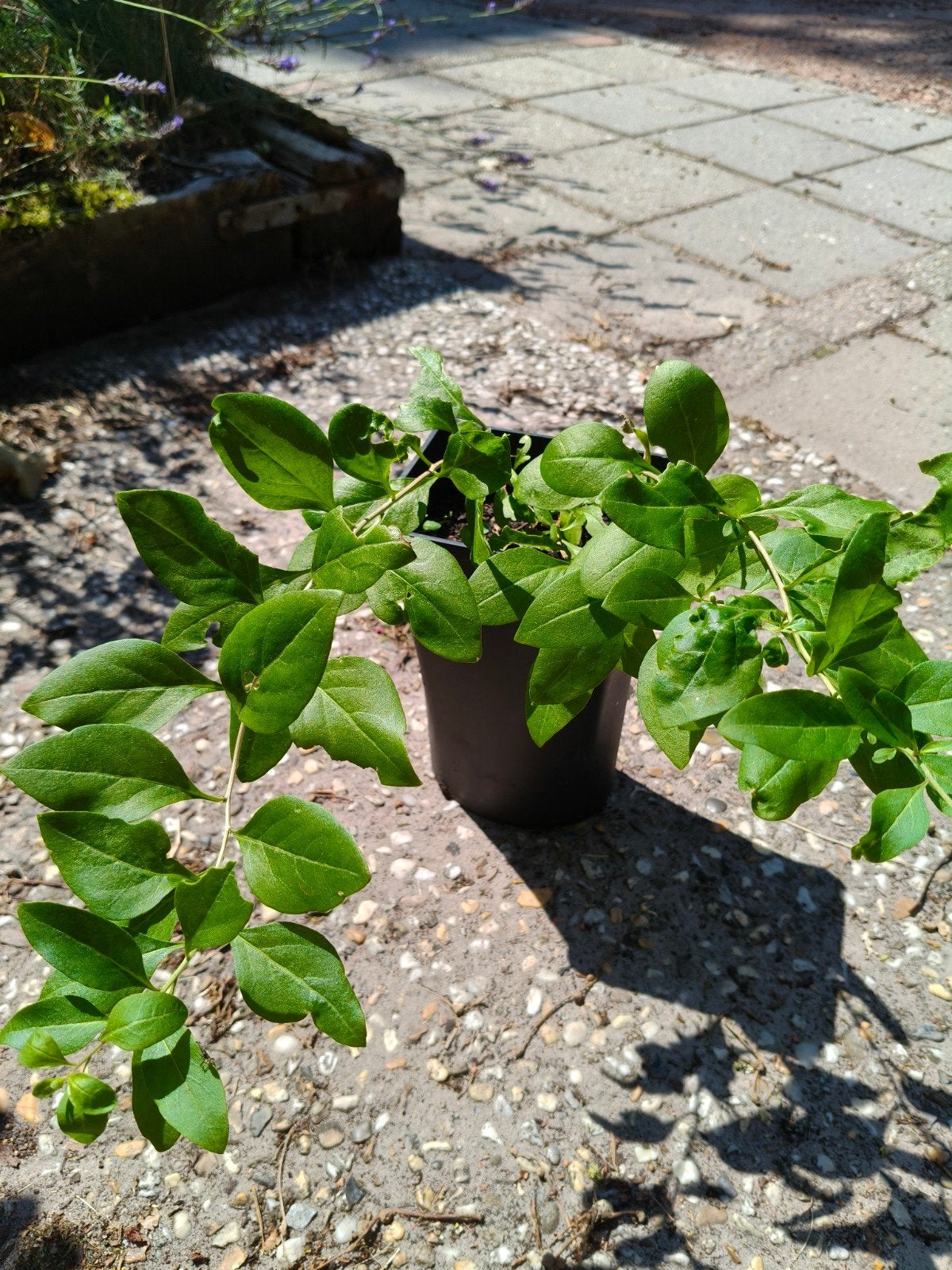 Gojibes struik stekken in pot, Tuin en Terras, Ophalen of Verzenden, Fruitplanten, Volle zon