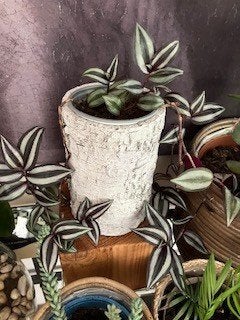vele kamerplanten bloempot hangbloempot eco systeem enz, Overige soorten, In pot, Minder dan 100 cm, Groene kamerplant
