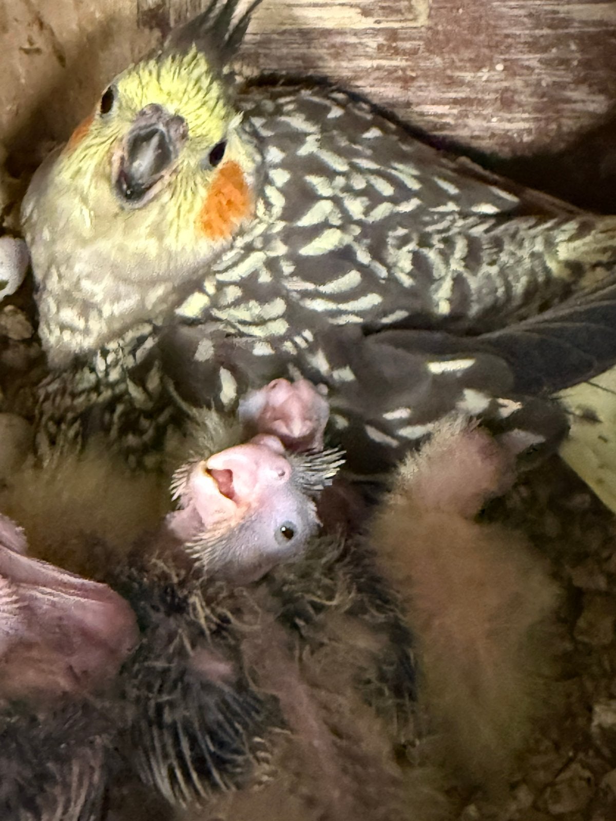 Jonge valkparkieten, Dieren en Toebehoren, Meerdere dieren, Parkiet