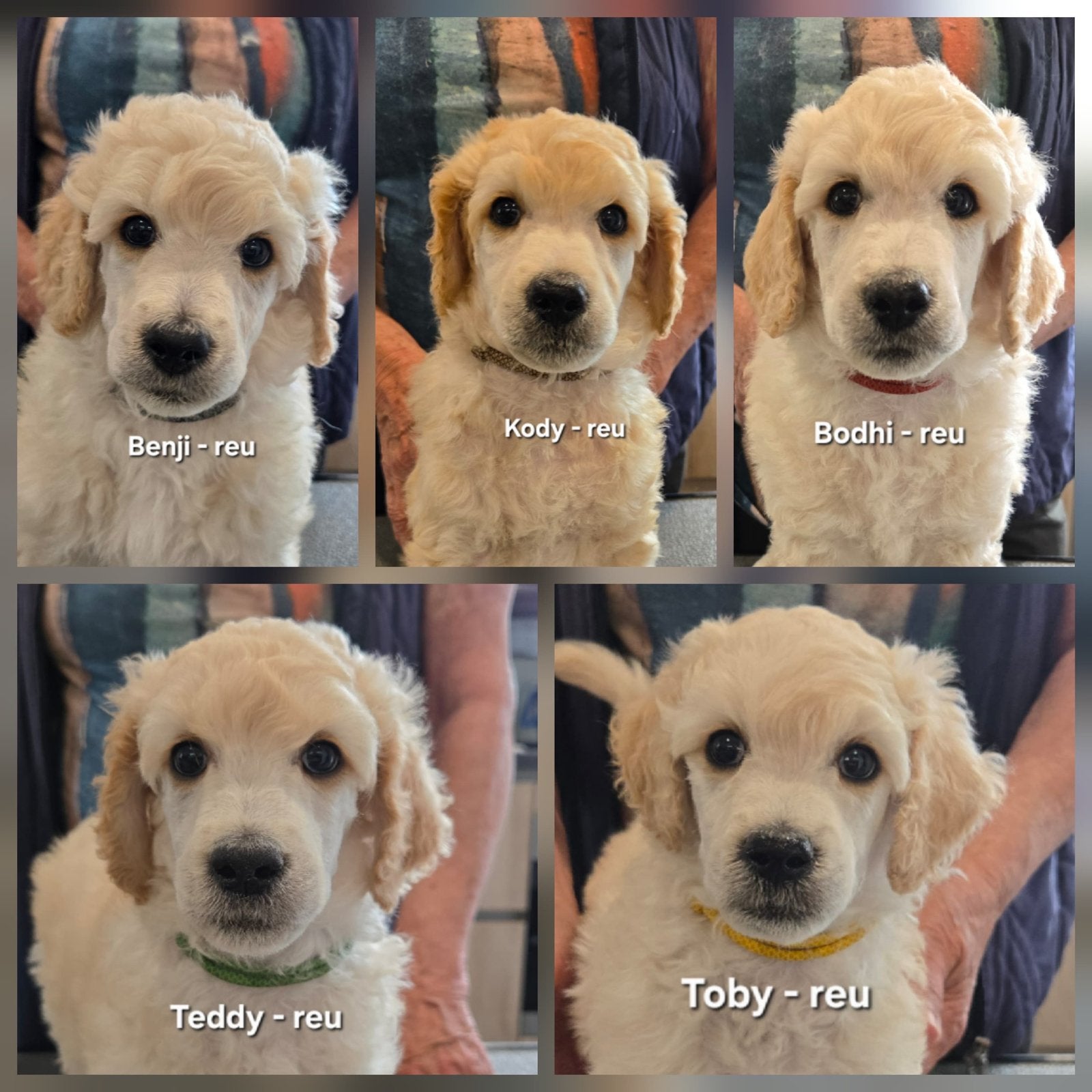 Prachtige poedel cross pups, Dieren en Toebehoren, Poedel, Parvo, 8 tot 15 weken, Meerdere