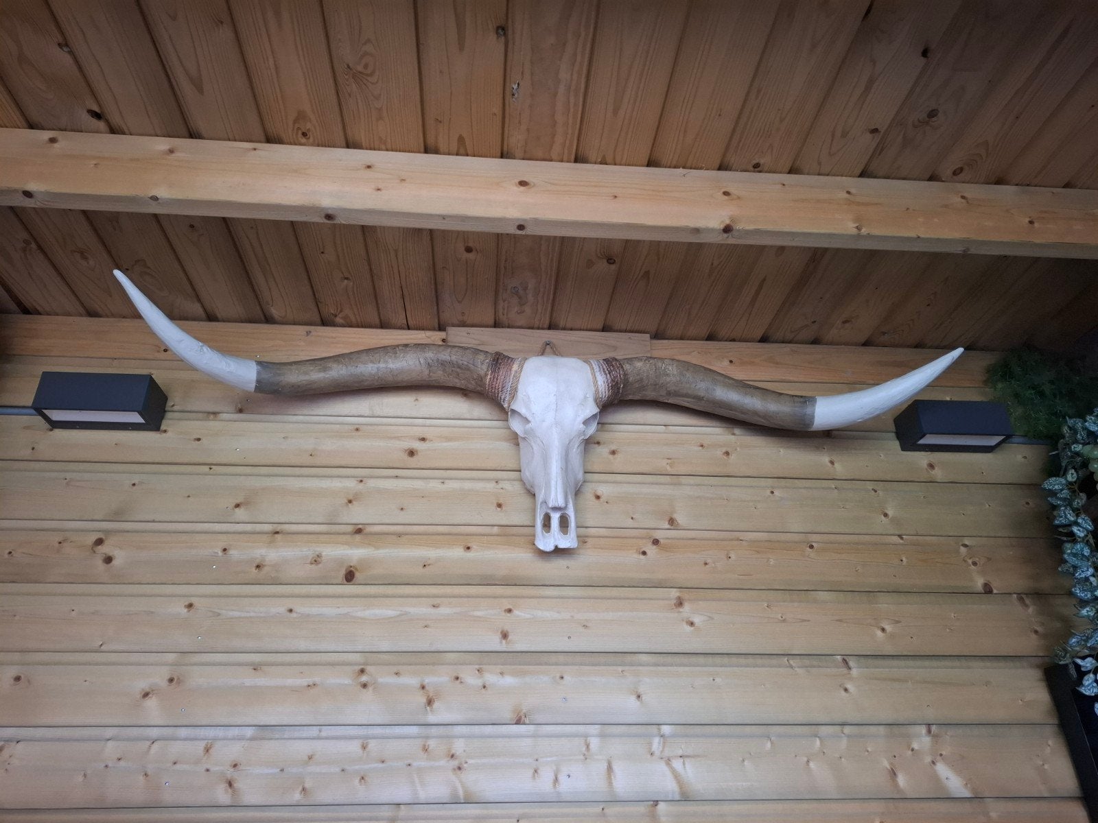 Longhorn schedel, Ophalen of Verzenden