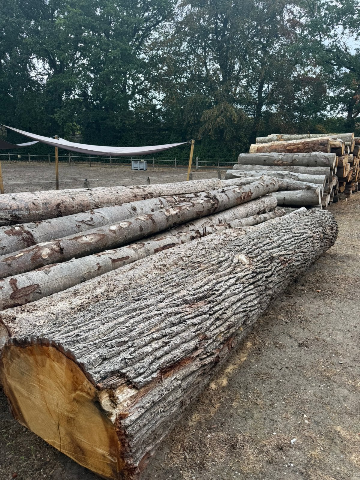 Eiken zaagstam te koop, Ophalen, Zo goed als nieuw, 250 cm of meer, Balken