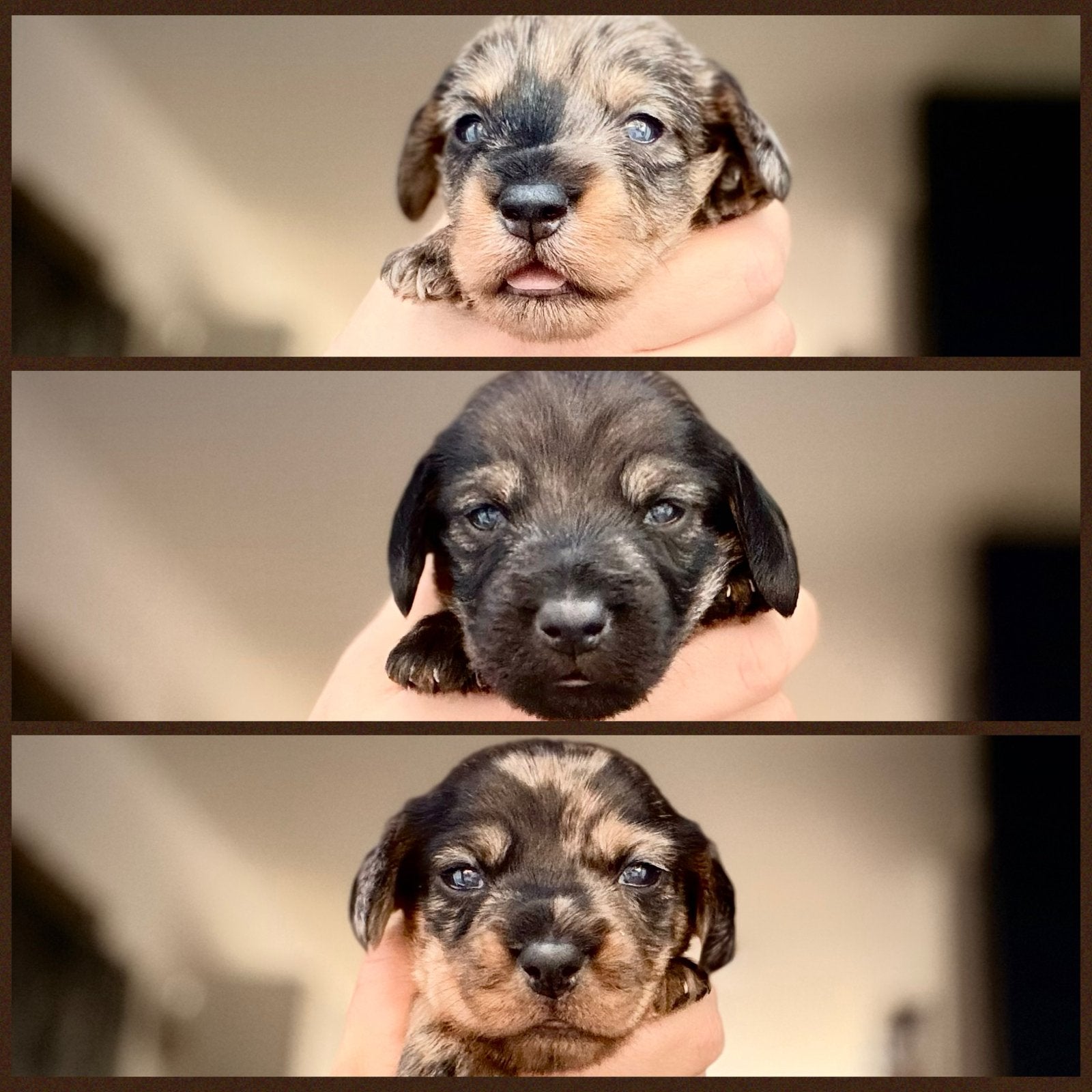Ruwharige Kaninchen/Dwerg Teckel Pups, Kaninchen, 8 tot 15 weken, Meerdere, Meerdere dieren