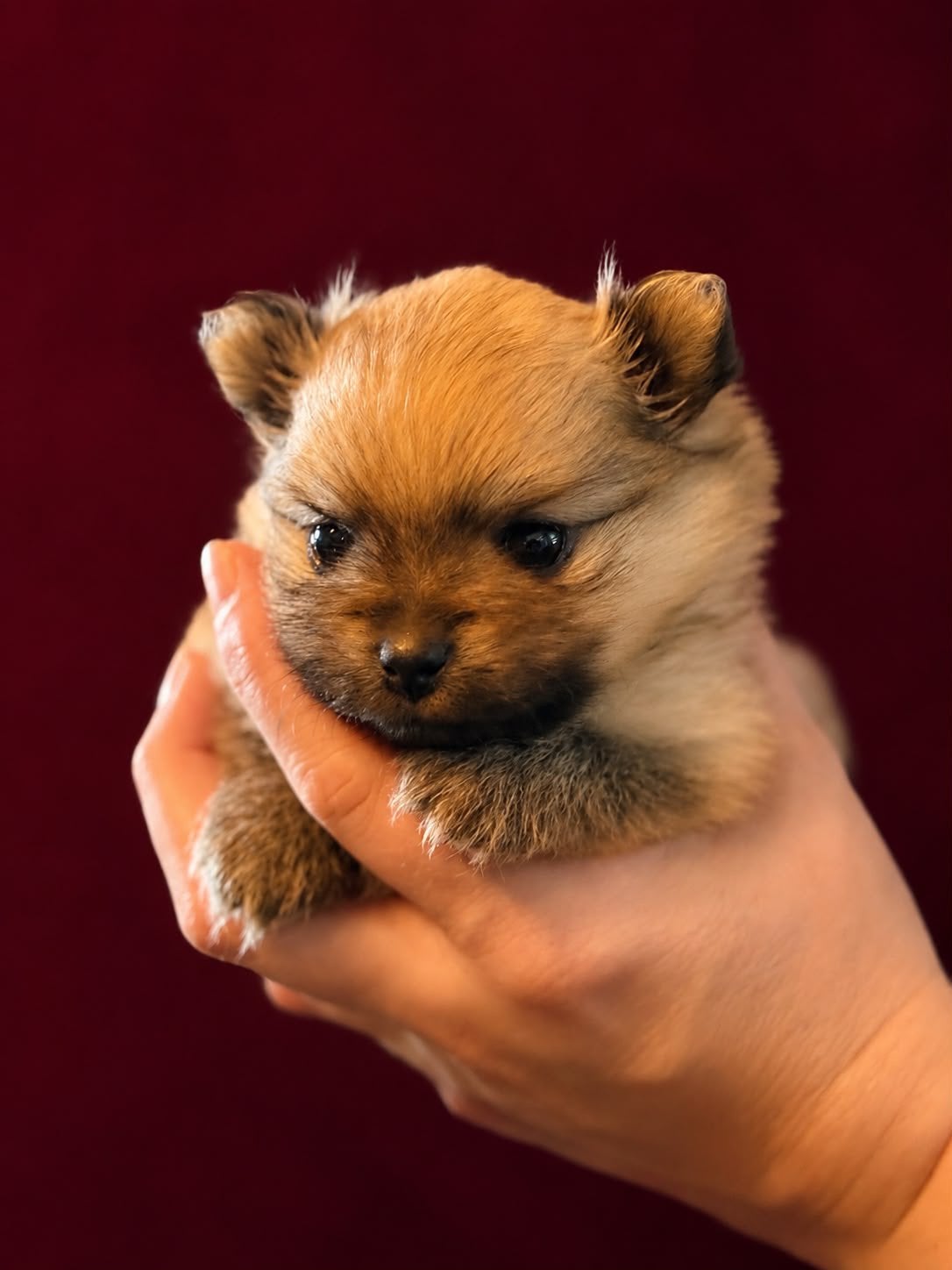 Mini pomeranian / pomeriaan teefje, 8 tot 15 weken, Teef, Eén hond, Nederland
