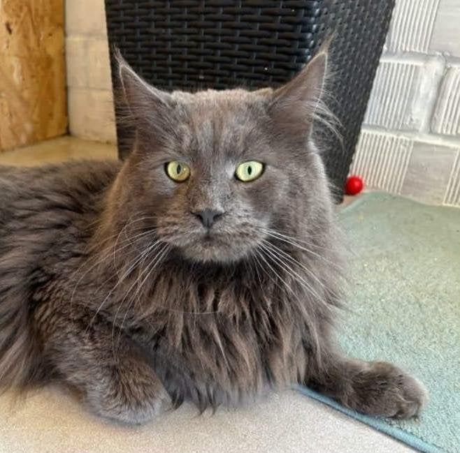 Bleu solid maine coon kater te koop met stamboom, 3 tot 5 jaar