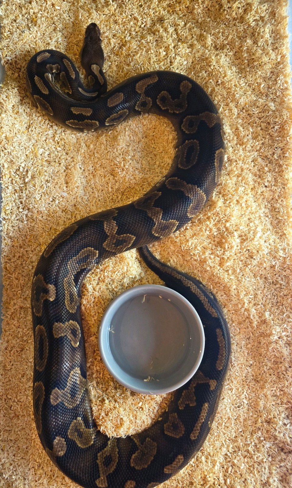 Ballpython- koningspython- python regius, Dieren en Toebehoren, Slang, 3 tot 6 jaar
