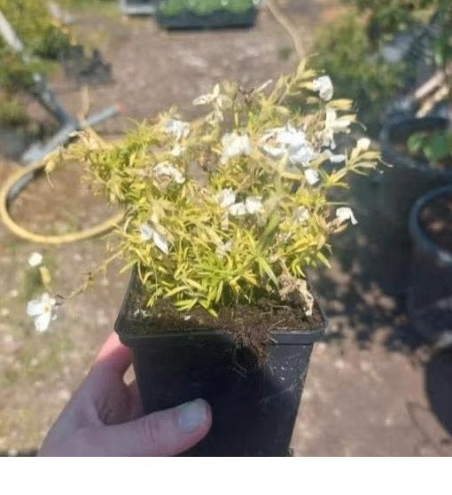 Phlox 'White delight', Volle zon, Vaste plant, Zomer, Ophalen