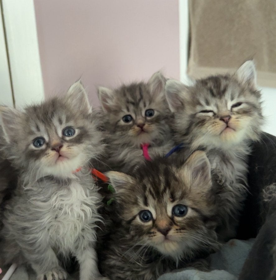 Lieve prachtige Noorse boskatjes x siberische kat, Meerdere dieren, Gechipt, 0 tot 2 jaar