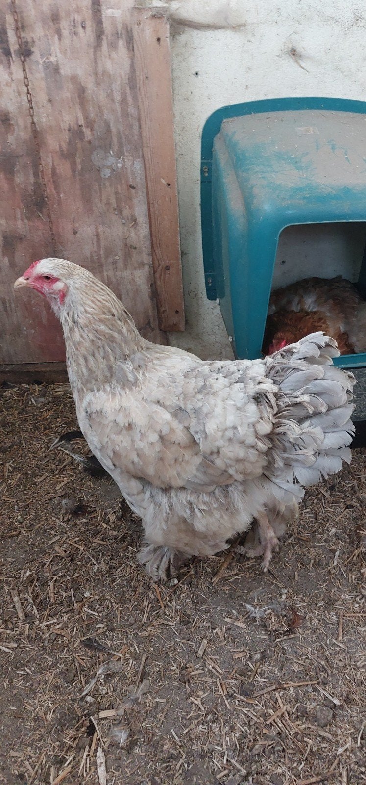 brahma hen, Vrouwelijk, Kip