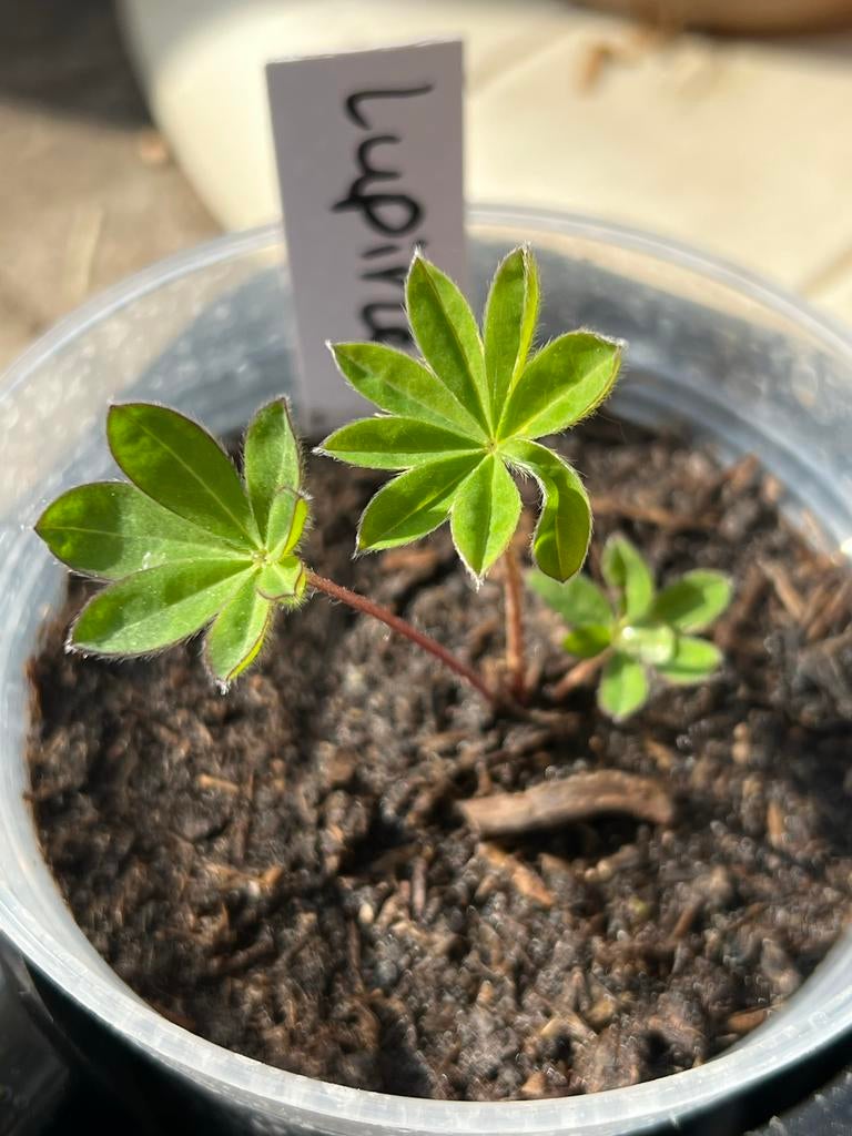 Lupine stekjes - gemengde kleuren, Tuin en Terras, Planten | Tuinplanten, Volle zon, Vaste plant, Zomer, Ophalen