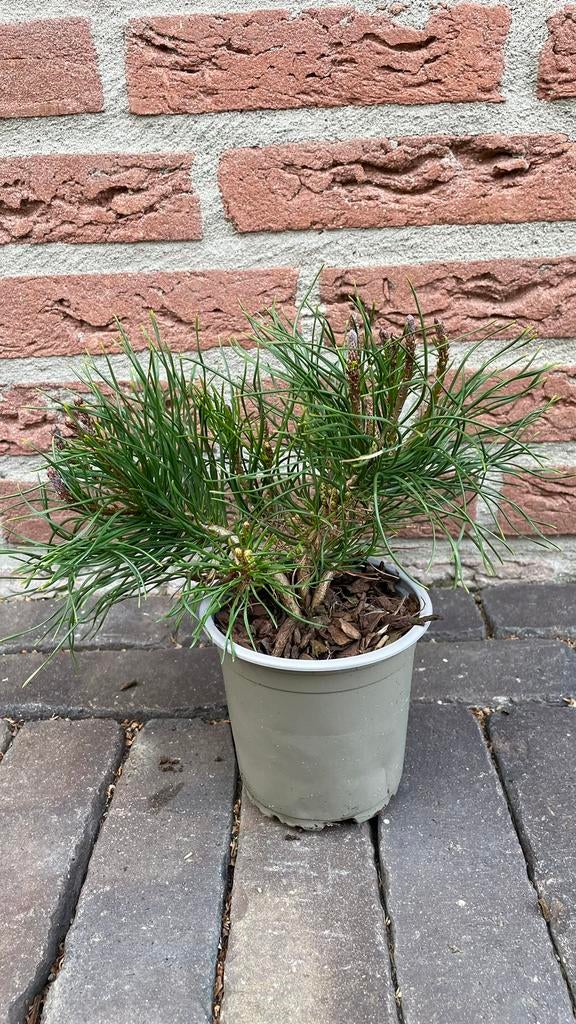 Pinus mugo ideale basis voor een bonsai !, Ophalen, Vaste plant, Overige soorten, Volle zon