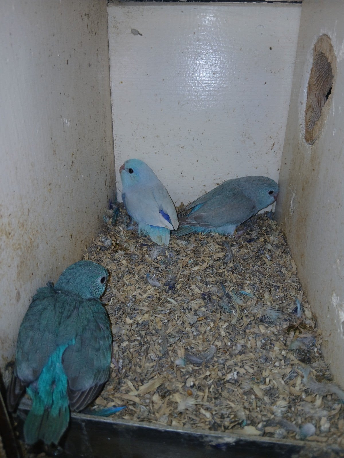 Tamme forpussen., Meerdere dieren, Parkiet