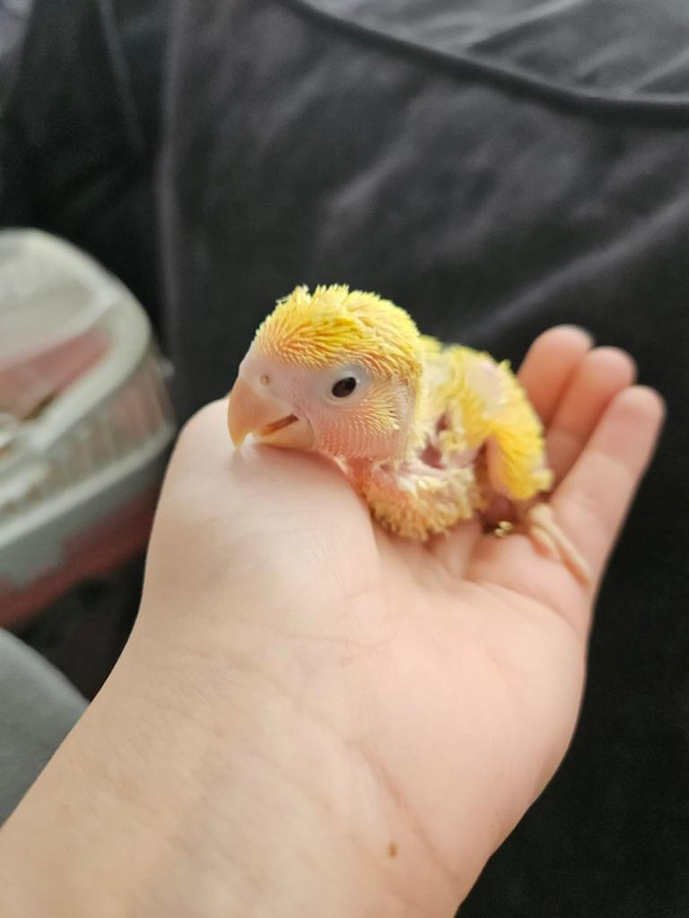 Titel: Te reserveren: jonge baby agapornissen (geel & blauw), Dieren en Toebehoren, Vogels | Parkieten en Papegaaien, Meerdere dieren