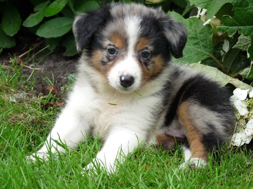 mooie border collie pups mogen het nest verlaten, Dieren en Toebehoren, Parvo, 8 tot 15 weken, Collie, Meerdere