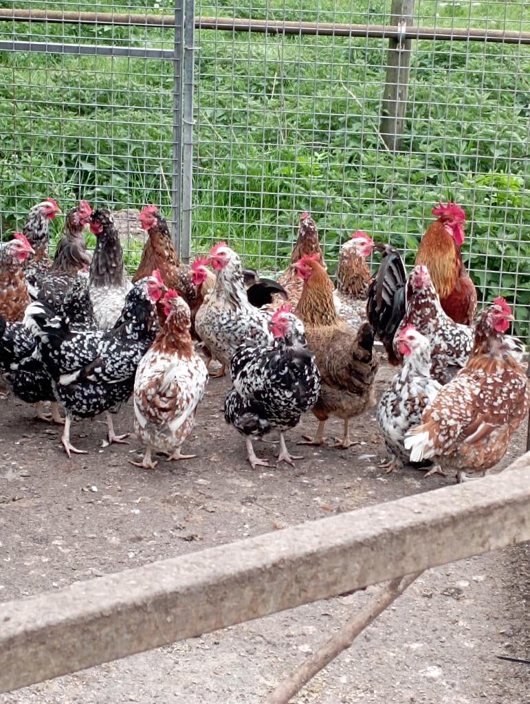 Broedeieren Zweedse bloem kippen, Dieren en Toebehoren, Pluimvee, Vrouwelijk, Kip