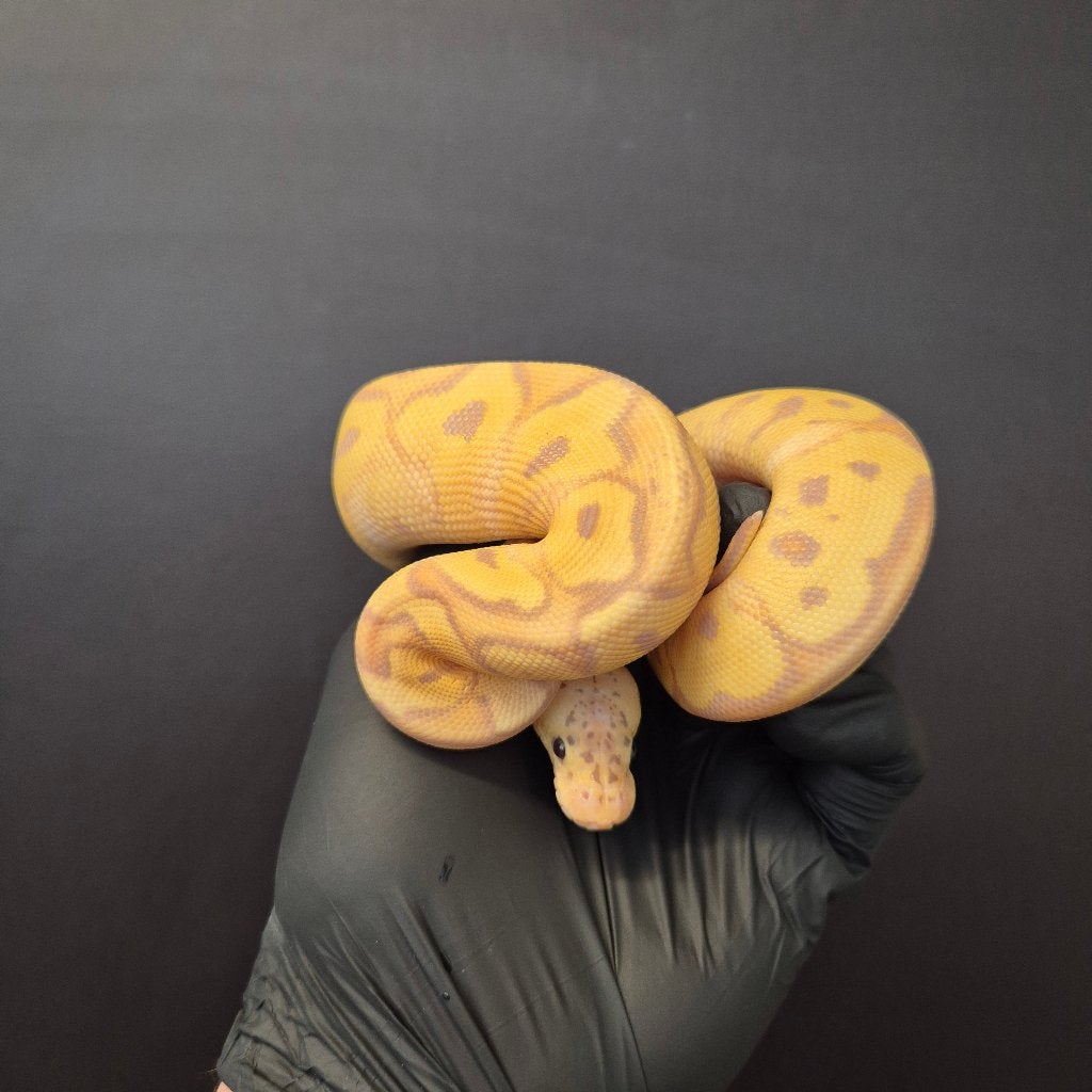 p. regius lijst Houten nk 2026 Ball Python photo 8