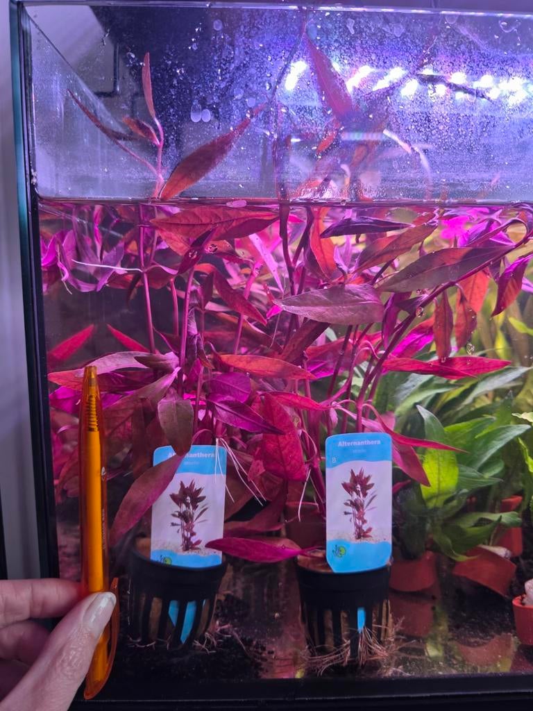 Grote snelgroeiende rode aquariumplanten., Ophalen of Verzenden, Nieuw, Plant(en), Steen of Hout