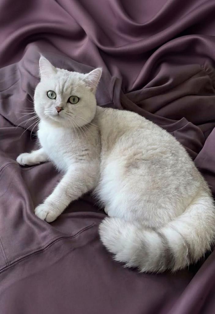 Exclusieve Britse Korthaar DEKKATER – bewezen mooie kittens, 3 tot 5 jaar