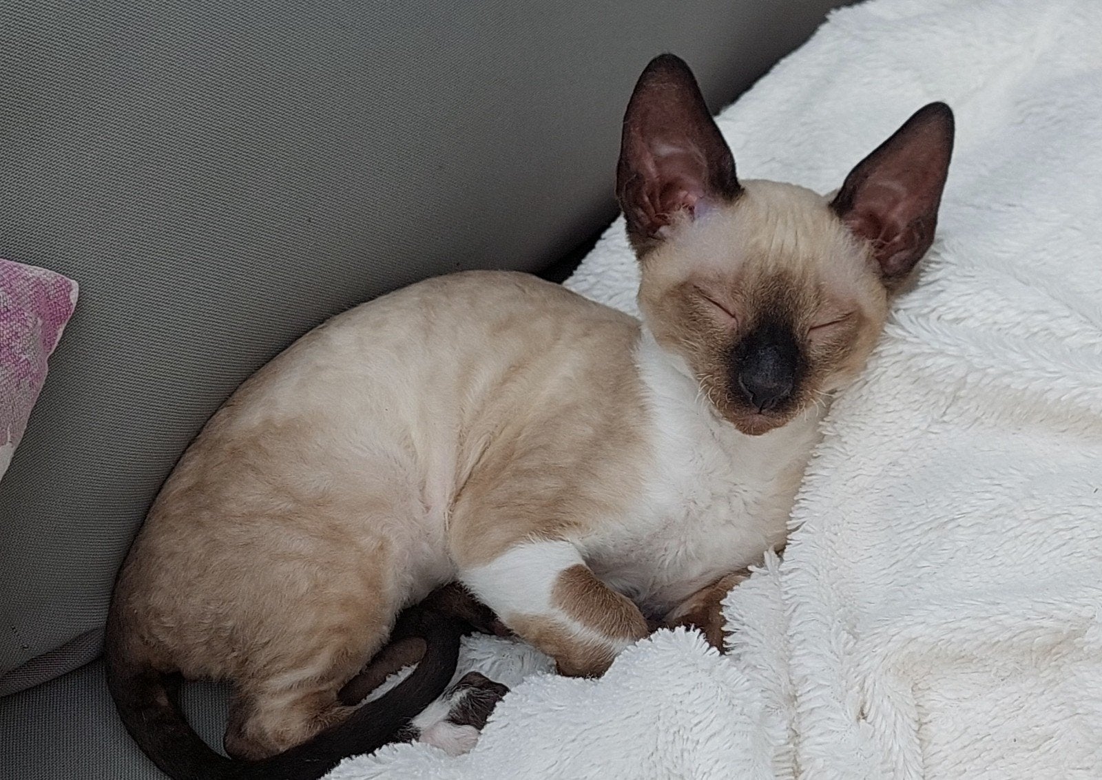 cornish rex kitten te koop, Dieren en Toebehoren, Poes, Gechipt