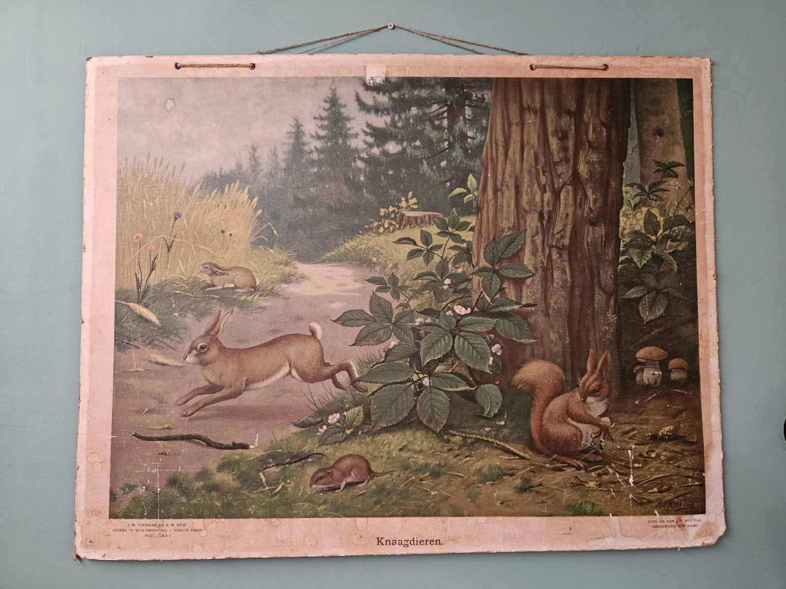 Vintage schoolplaat Knaagdieren - M.A. Koekkoek, Ophalen of Verzenden