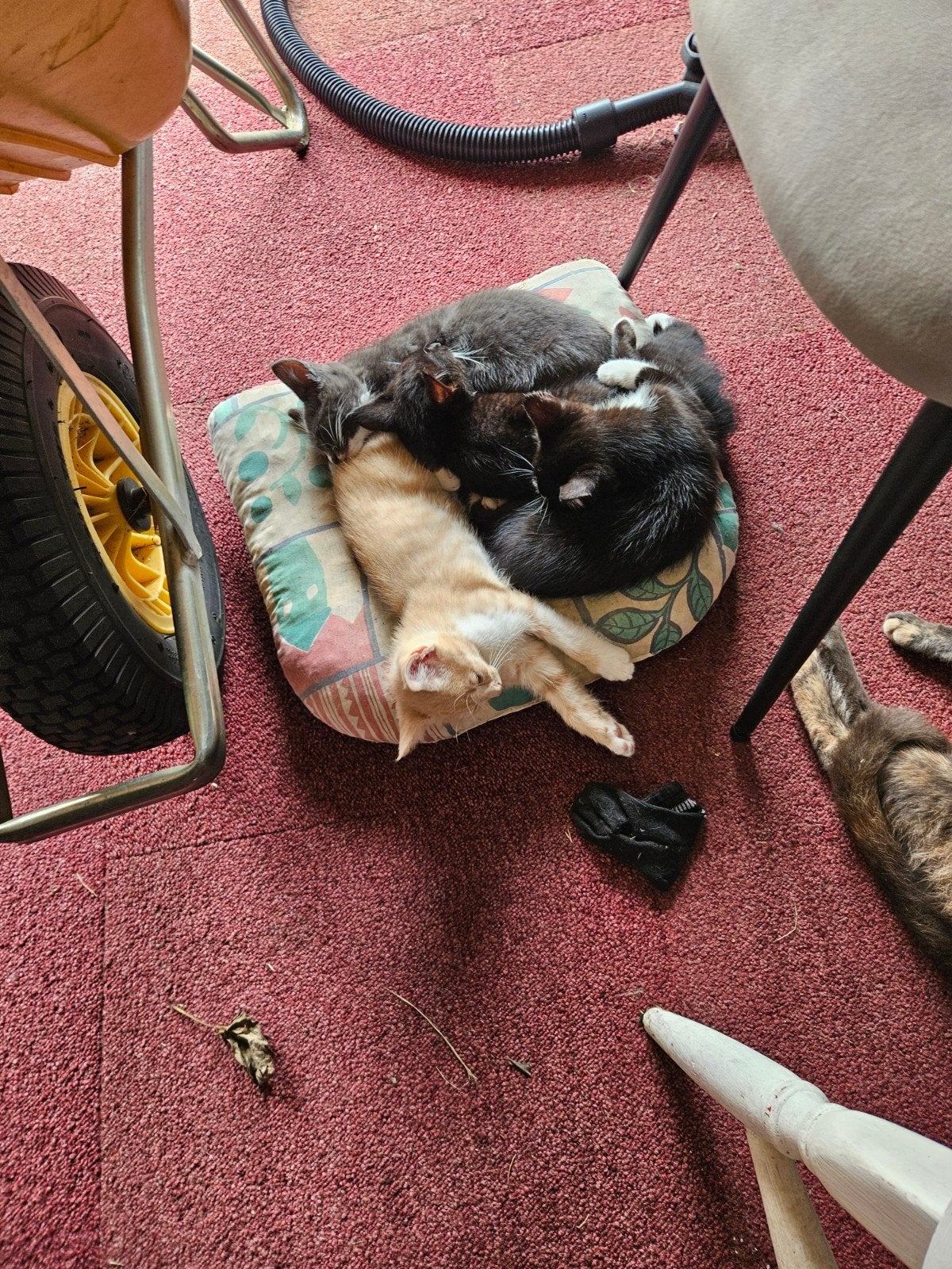 3 jonge kittens, Meerdere dieren